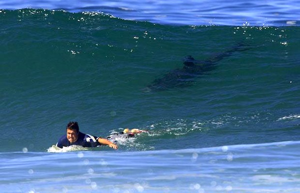 shark following surfer in wave