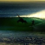 dinosaur surfing