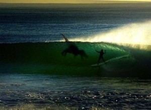 dinosaur surfing