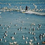 Crowded surfing Orange County