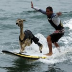 surfing alpaca in peru