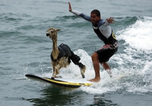 surfing alpaca in peru