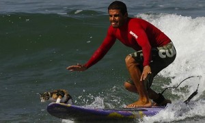 cat surfing