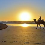 Camels surfers taghazout