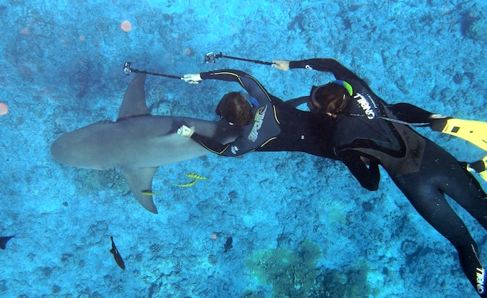 shark-divers